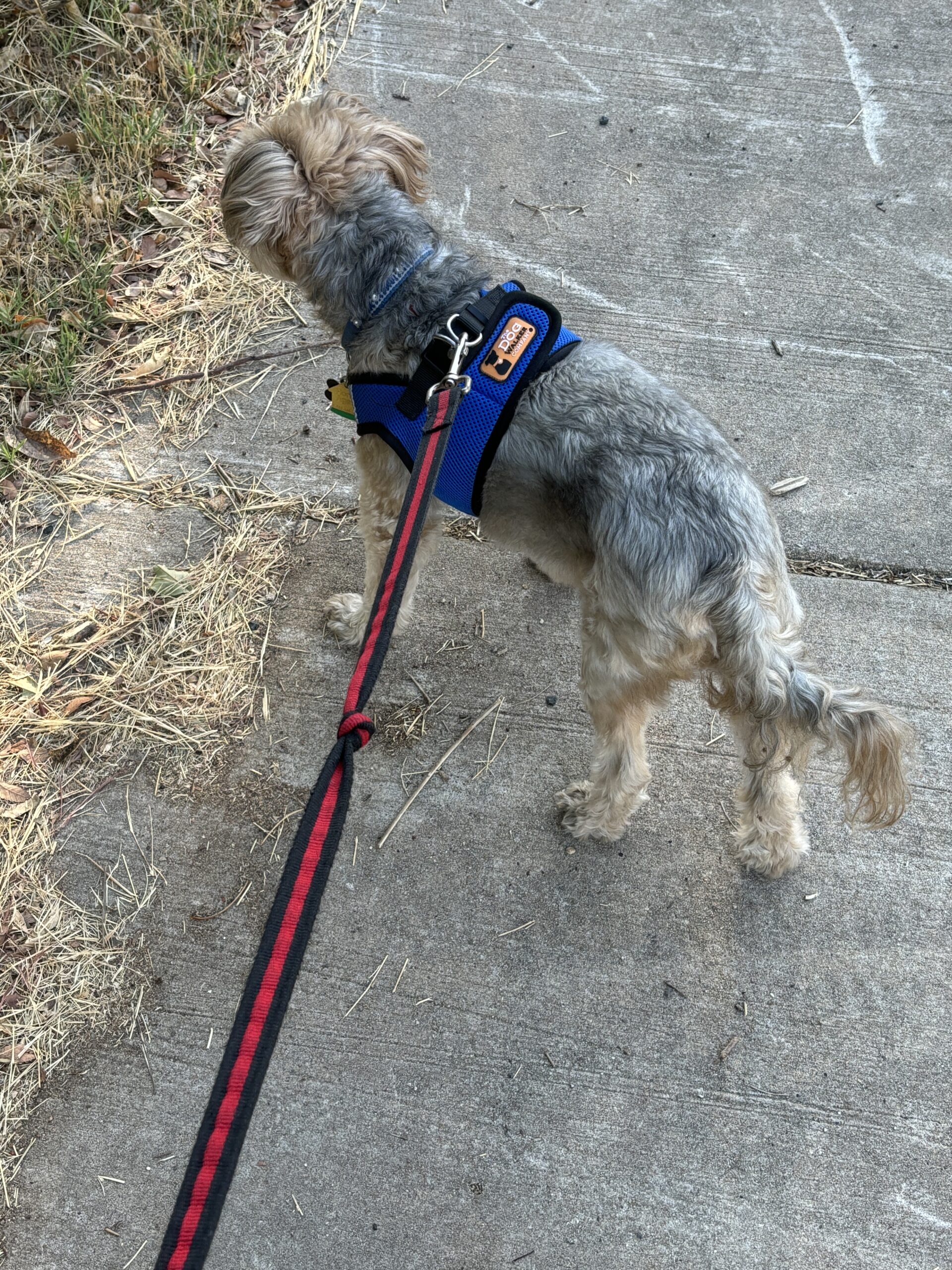 Maltese terrier mix dog Brody featured in the Sunday Sights segment on the Fuck Fear podcast with Catenya McHenry