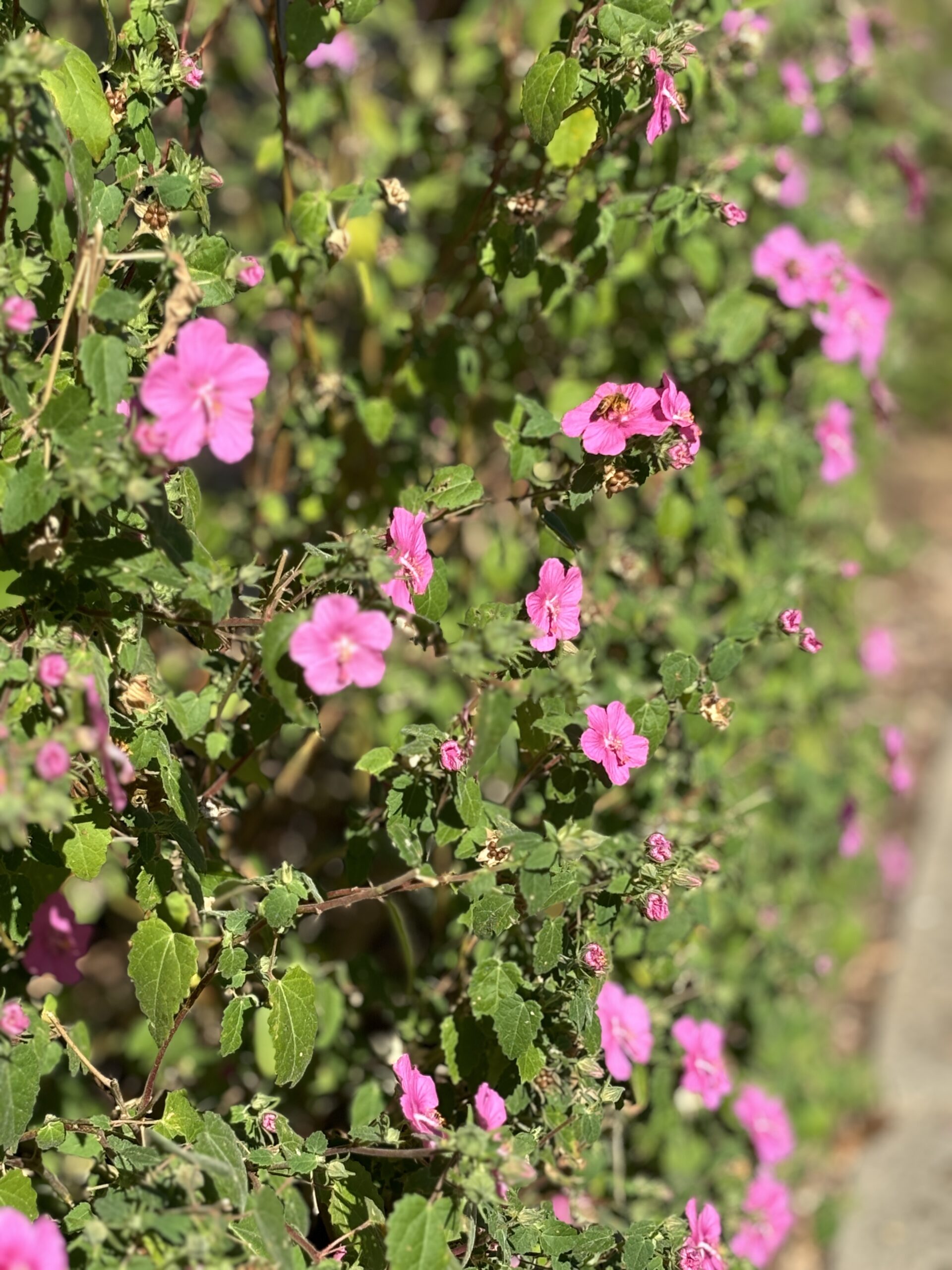 Pink flowers spotted on the Sunday sights on the Fuck Fear podcast with Catenya McHenry