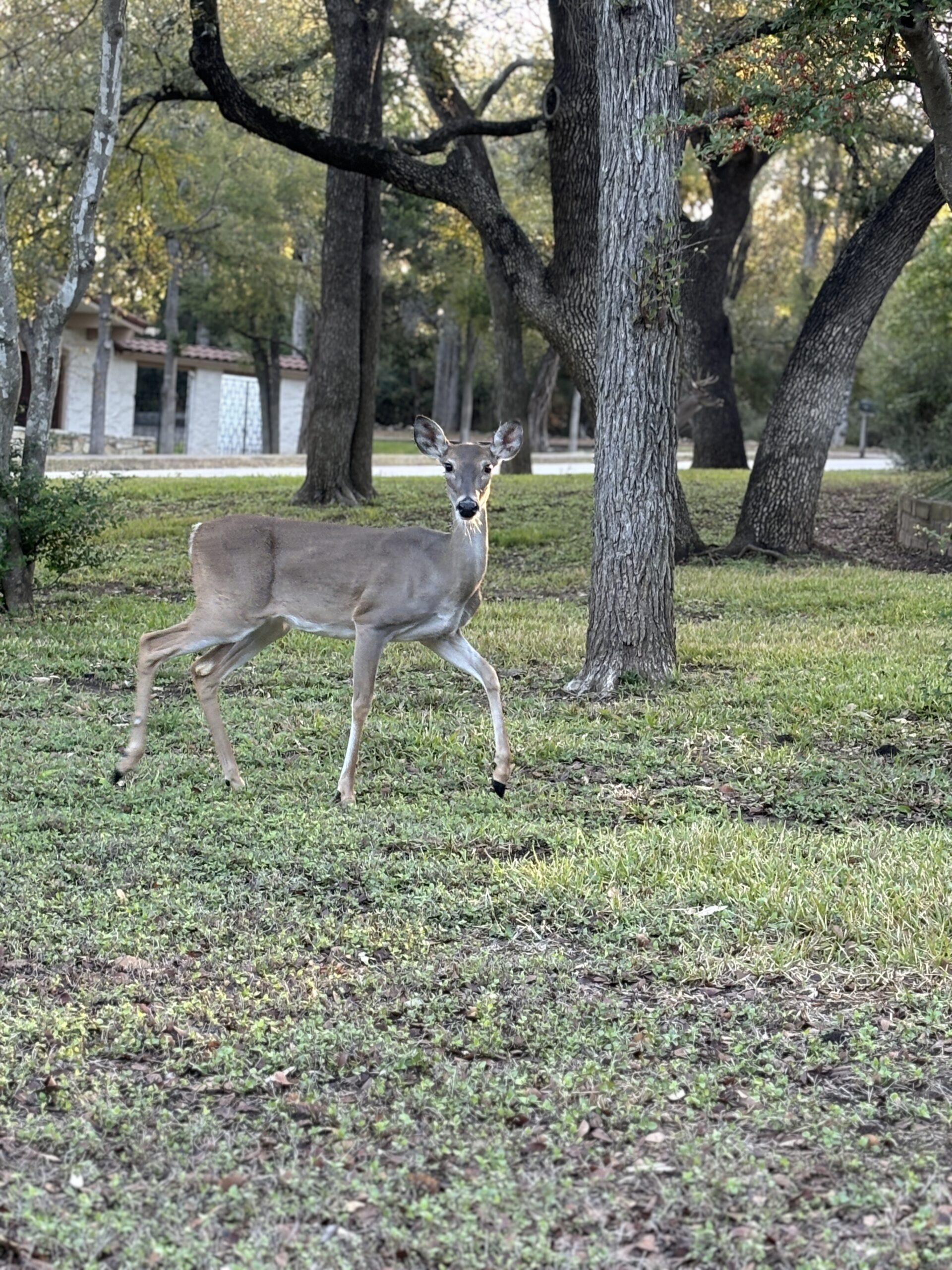 Mature deer looks directly into camera captured on the Nature Walk on the Fuck Fear podcast with Catenya McHenry