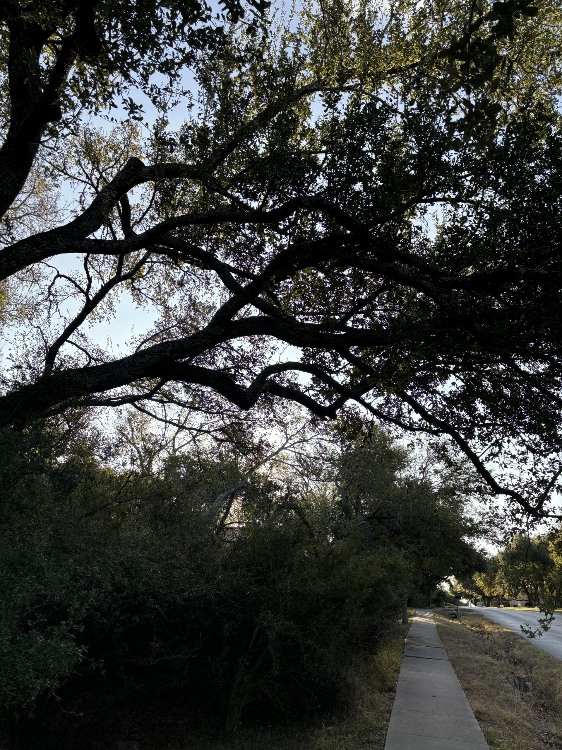 Sunrise captured through oak trees captured in the hills of Northwest Austin on Nature Walk on the Fuck Fear podcast with Catenya McHenry