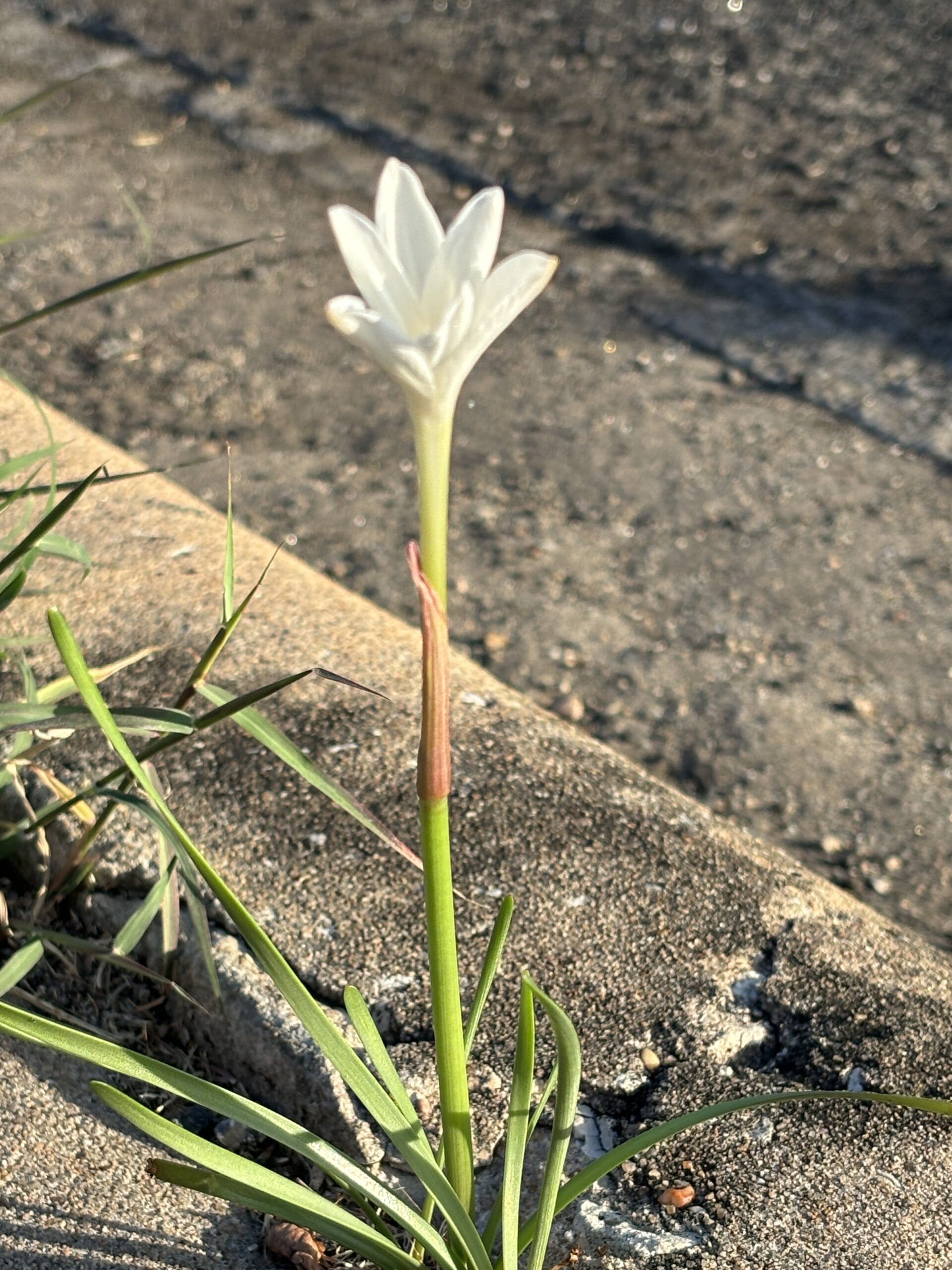 White lily flower grows between the cracks of sidewalk curb captured in the hills of Northwest Austin on Nature Walk on the Fuck Fear podcast with Catenya McHenry.